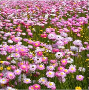 (D) Mangles Everlasting Seeds 0.5g Paper Daisy (185301)
