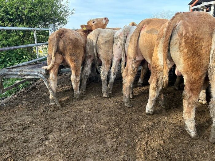 25 smashing Charlie bullocks