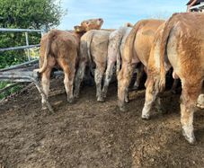 25 smashing Charlie bullocks