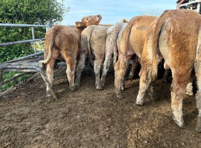 25 smashing Charlie bullocks