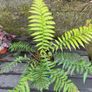 tree ferns - dicksonia antarctica Image 2