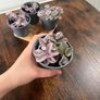 Small tradescantia house plant Image 2