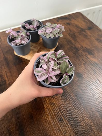 Small tradescantia house plant