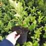 Laurel Hedging Image 4