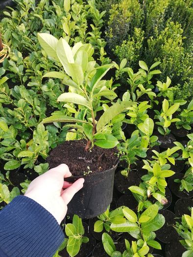 Laurel Hedging