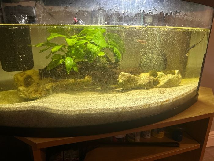 60lt fish tank with loads of extras