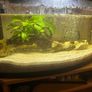 60lt fish tank with loads of extras Image 9