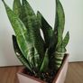 Snake plant Image 5