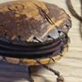 Presume Coconut Shell Purse Image 4