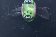 Pandora Green Ladybug Murano Glass Charm