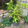 Bay Leaf plants Image 5