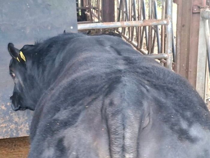 Aa bulls for sale