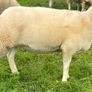 Pedigree NR Belclare Hoggets Image 5