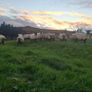 Quality breeding Ewes Image 2