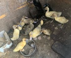 poultry