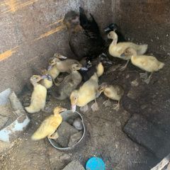 poultry
