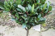 Bay Laurel