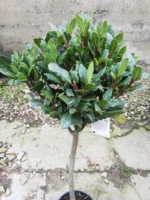Bay Laurel