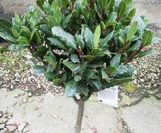 Bay Laurel