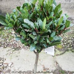 Bay Laurel