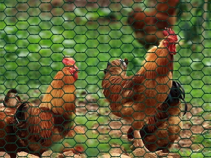 Chicken Wire Mesh Roll, PVC Coated Hexagonal Wire Mesh Fencing, Wire Poultry Netting, 1m x 25m, Hole Size: 25mm, Green (FREE POSTAGE)
