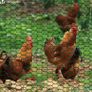 Chicken Wire Mesh Roll, PVC Coated Hexagonal Wire Mesh Fencing, Wire Poultry Netting, 1m x 25m, Hole Size: 25mm, Green (FREE POSTAGE) Image 3