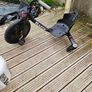 Razor trike Image 2