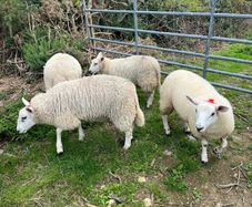 Ewe and Ram Lambs for sale