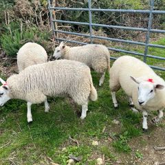 Ewe and Ram Lambs for sale