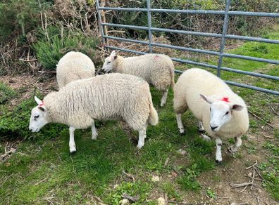 Ewe and Ram Lambs for sale