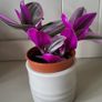Tradescantia Nanouk. Image 2