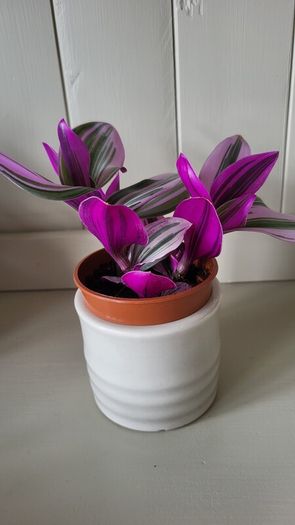 Tradescantia Nanouk.