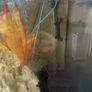 fish tank 200l Image 3