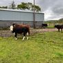 Weanling bullock Image 3