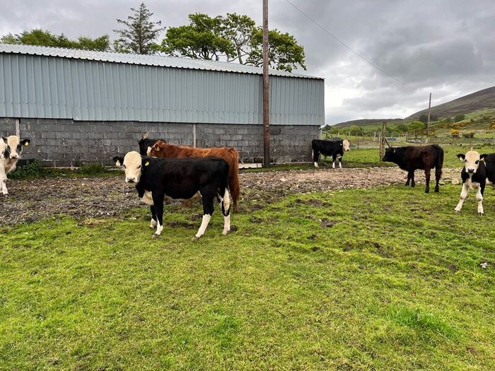 Weanling bullock