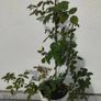 Climbing Rose Image 3