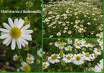 Organic Matricaria Chamomilla Seeds