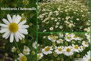 Organic Matricaria Chamomilla Seeds