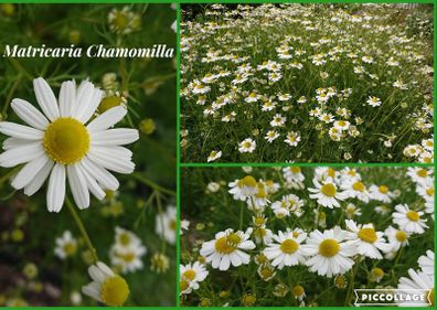 Organic Matricaria Chamomilla Seeds