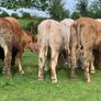12 400kg 2025 born heifer off fresh tb test Image 8