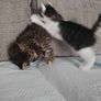 Kittens Image 2