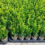Box Hedging Image 2