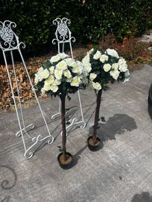 rose trees