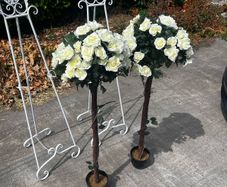 rose trees