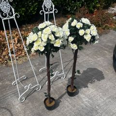 rose trees