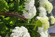 garden plants