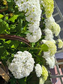 garden plants