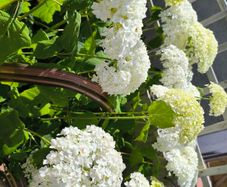garden plants
