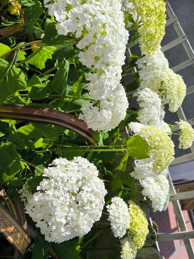 garden plants