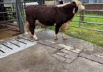 Hereford bulls Westmeath